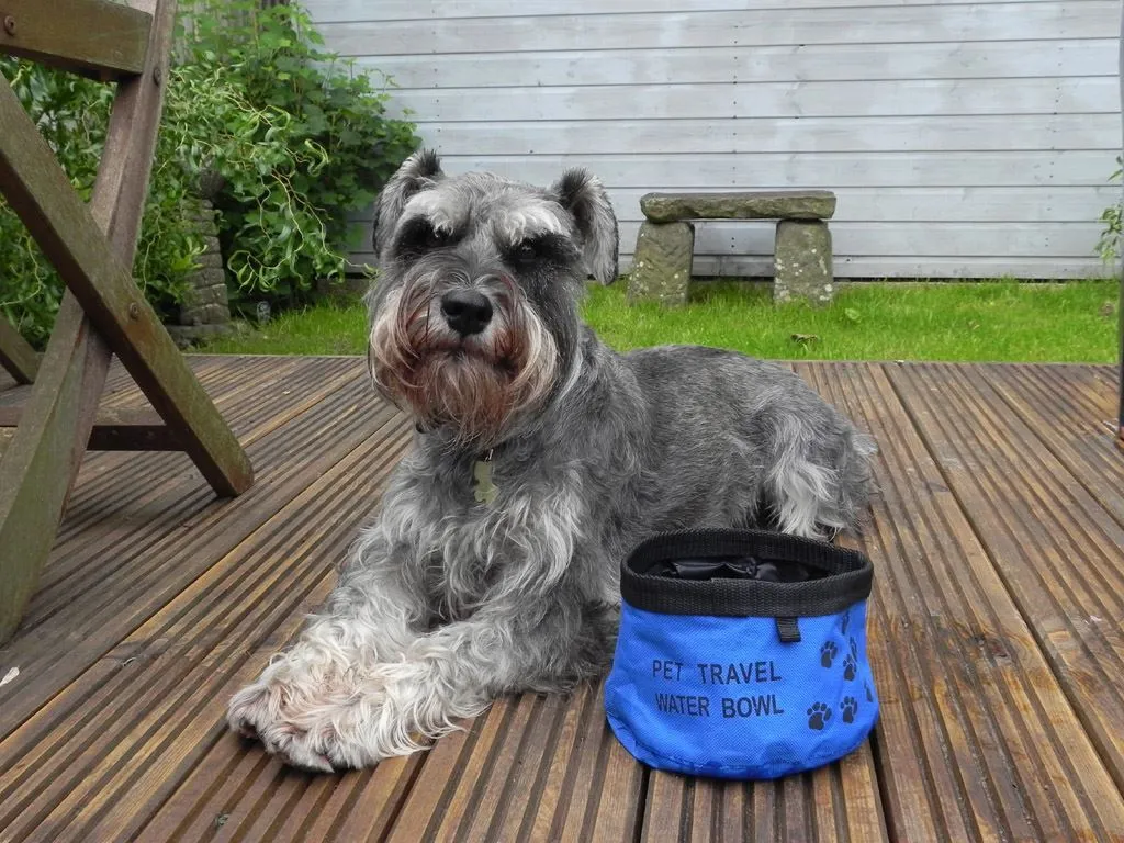 Apples To Pears - Home & Travel - Gift In A Tin - Travel Dog