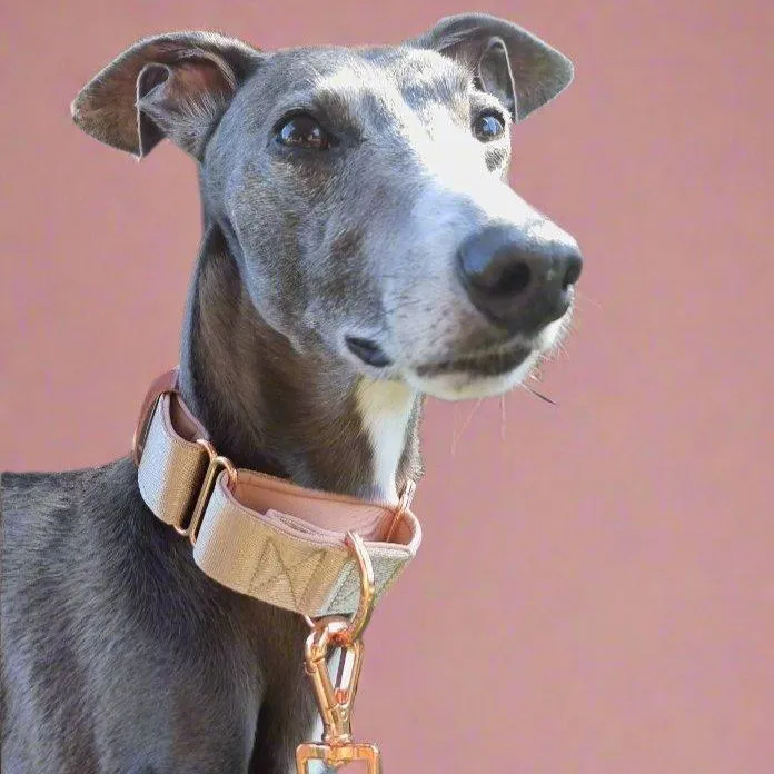 Beige dog leash - neoprene padded