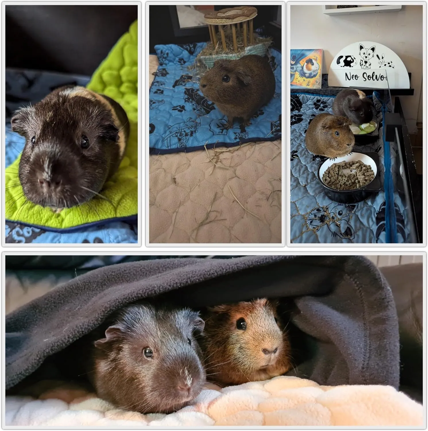 Cage Liner for Guinea Pig and Rabbit - 47.2 x 23.6 Inches (Midwest) with a Removal Fleece Tunnel Blanket - Perfect Bedding for Indoor Cages and C&C - Absorbent Waterproof - Peach