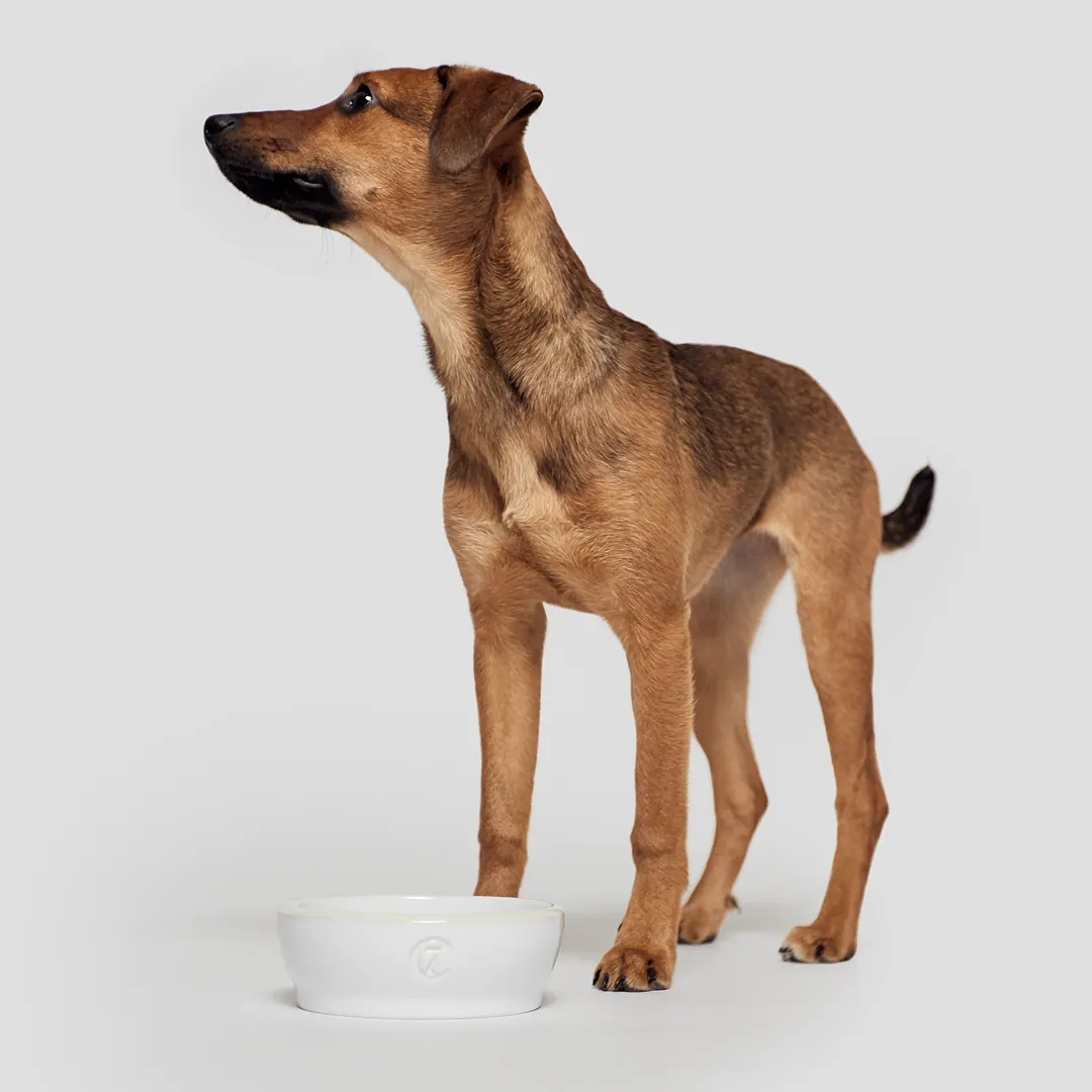 Cloud7 Jamie Dog Food and Water Bowl, White