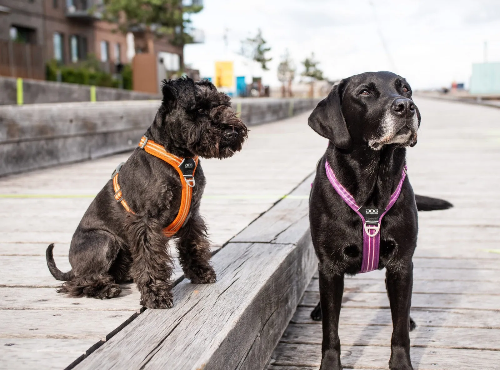 Copenhagen Comfort Walk Pro Dog Harness- Black