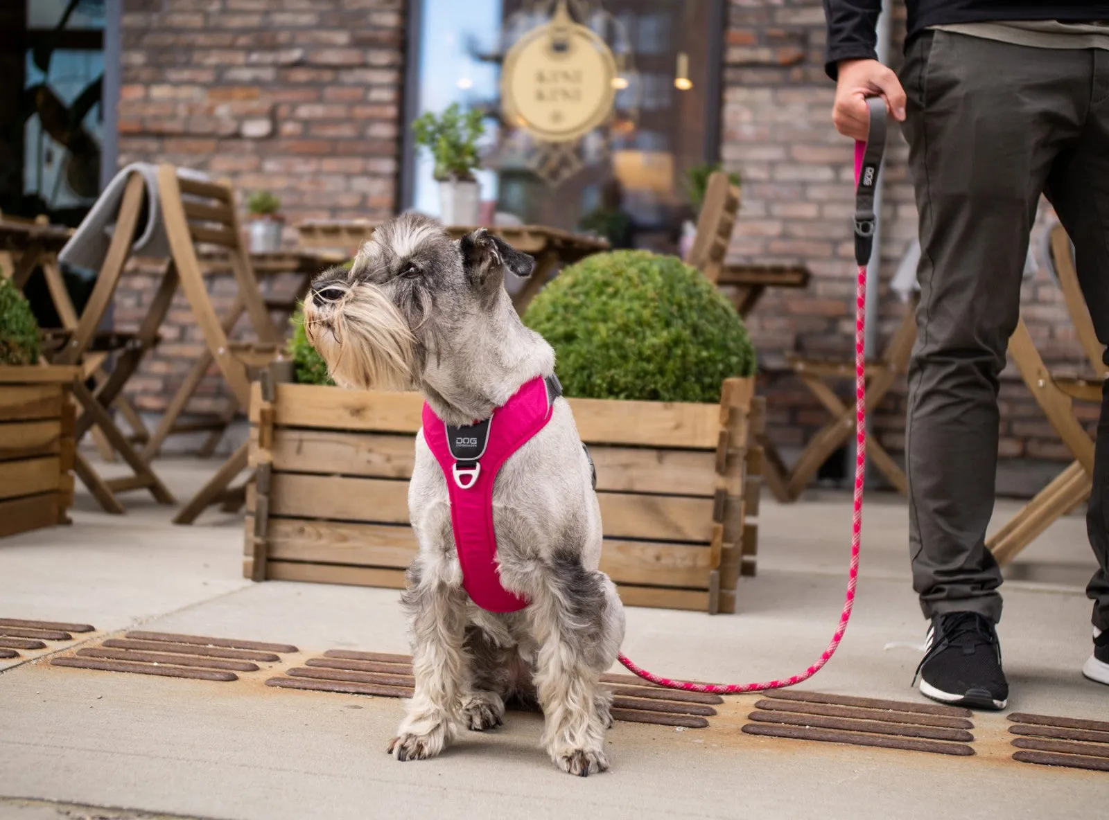Copenhagen Comfort Walk Pro Dog Harness- Black