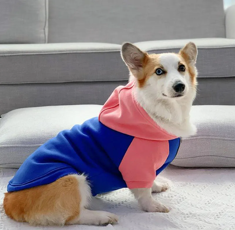 Corgi dog clothes spring and autumn thin section small and medium-sized dog autumn hair loss prevention pet