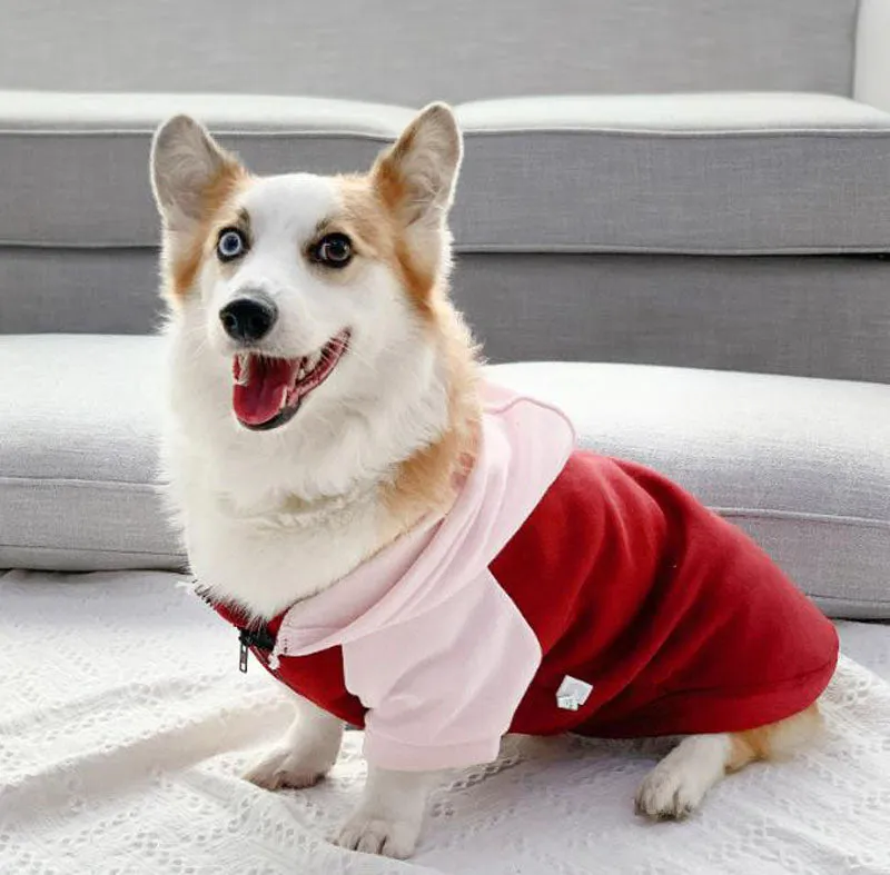 Corgi dog clothes spring and autumn thin section small and medium-sized dog autumn hair loss prevention pet