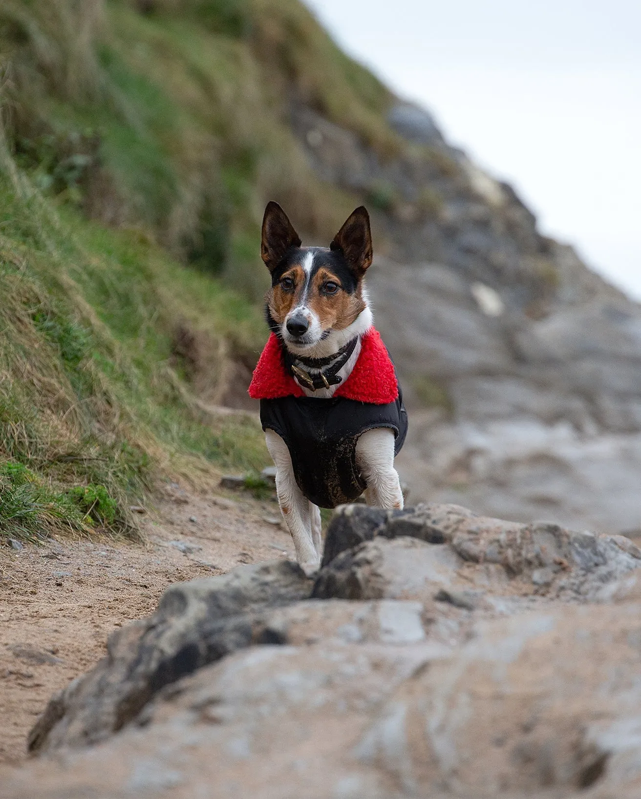Dog Dryrobe in Black & Red