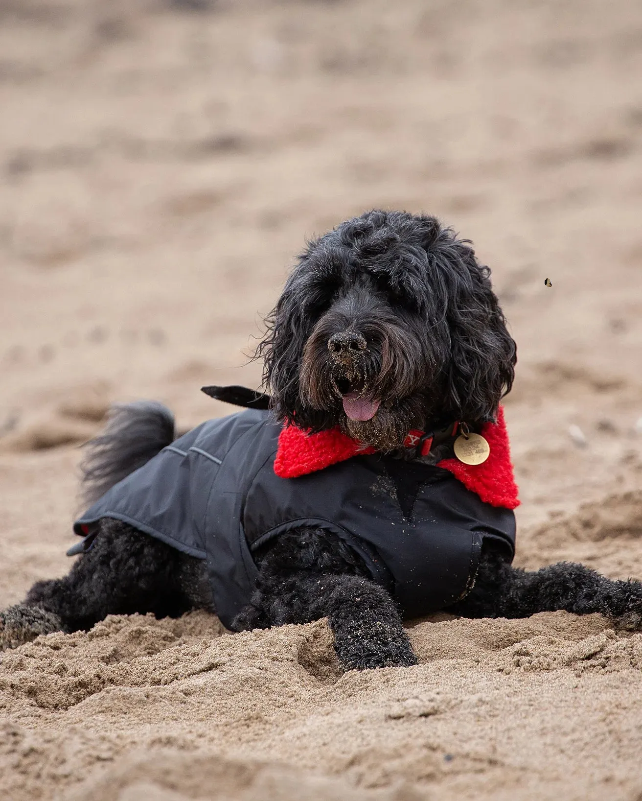 Dog Dryrobe in Black & Red