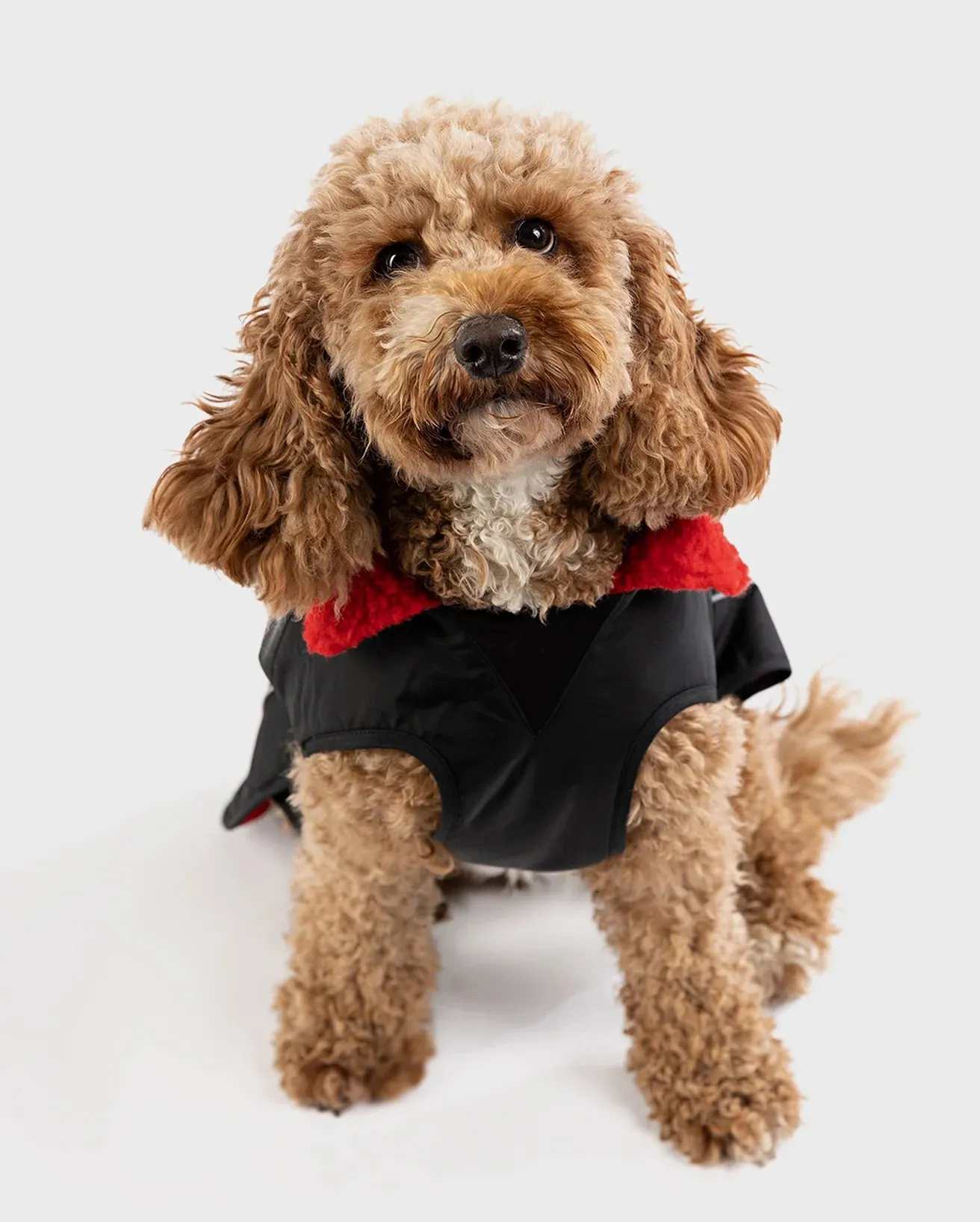Dog Dryrobe in Black & Red