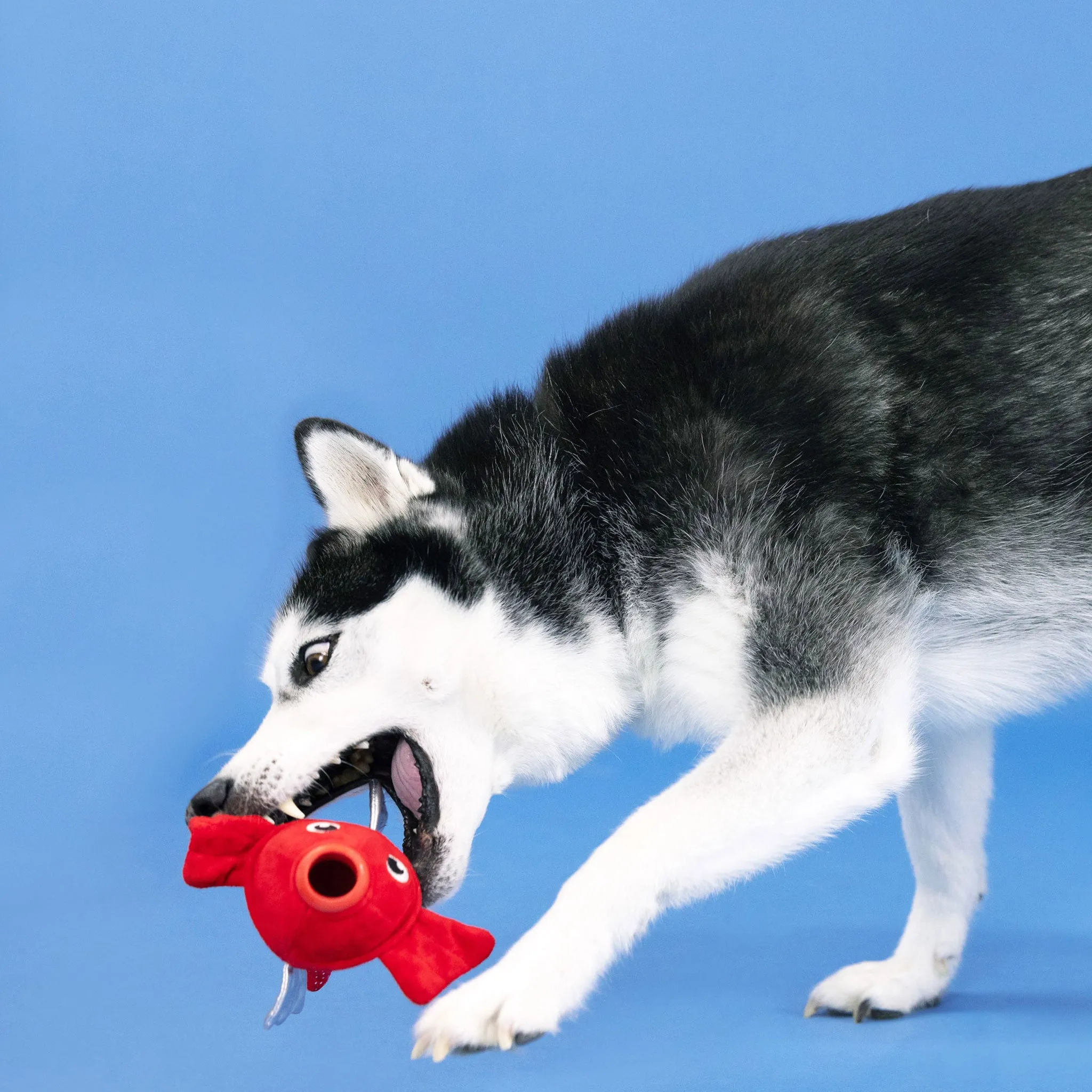 Fringe Plush & Rubber Fish Dog Toy