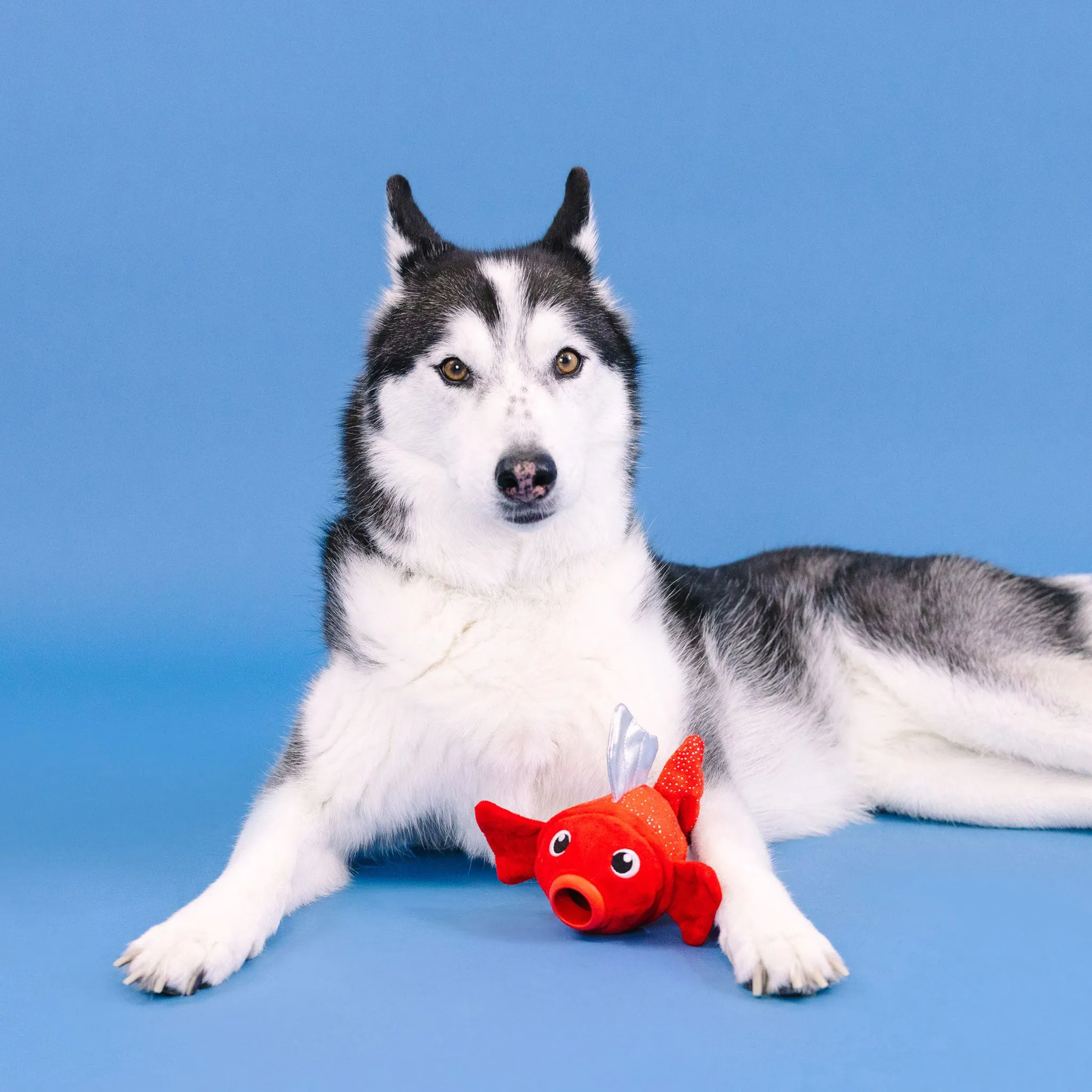 Fringe Plush & Rubber Fish Dog Toy