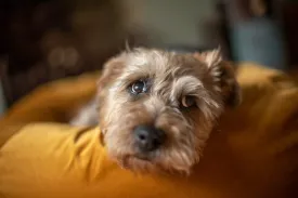 Gold Velvet Dog Bed Covers