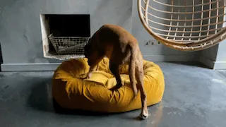 GOLD VELVET DOG BED