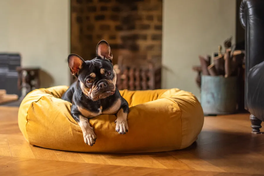 GOLD VELVET DOG BED