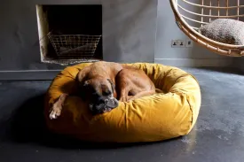 GOLD VELVET DOG BED