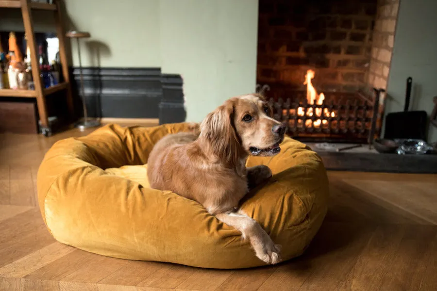 GOLD VELVET DOG BED