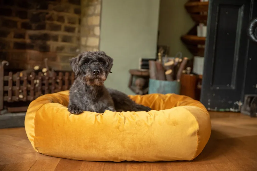 GOLD VELVET DOG BED