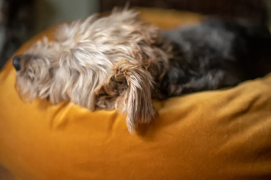 GOLD VELVET DOG BED