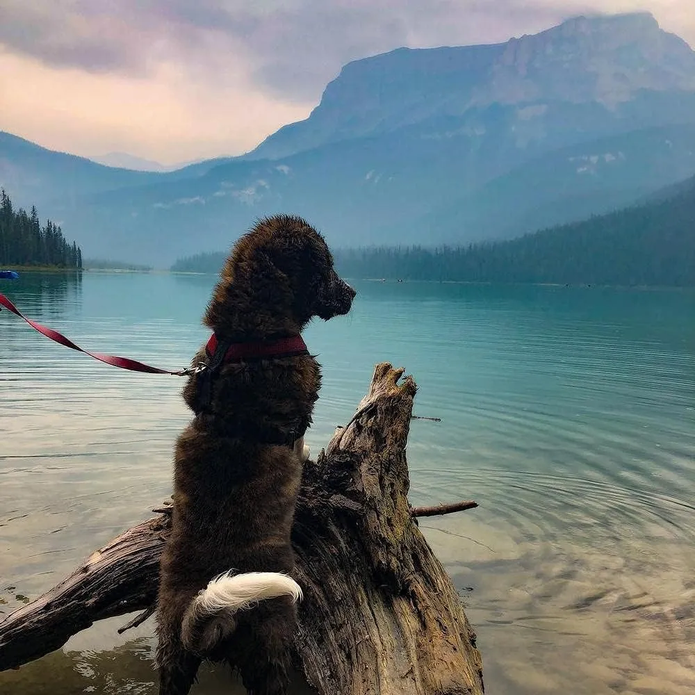 Gooby Comfort X Head in Harness - Red, Large - No Pull Small Dog Harness, Patented Choke-Free X Frame - Perfect on The Go Dog Harness for Medium Dogs No Pull or Small Dogs for Indoor and Outdoor Use