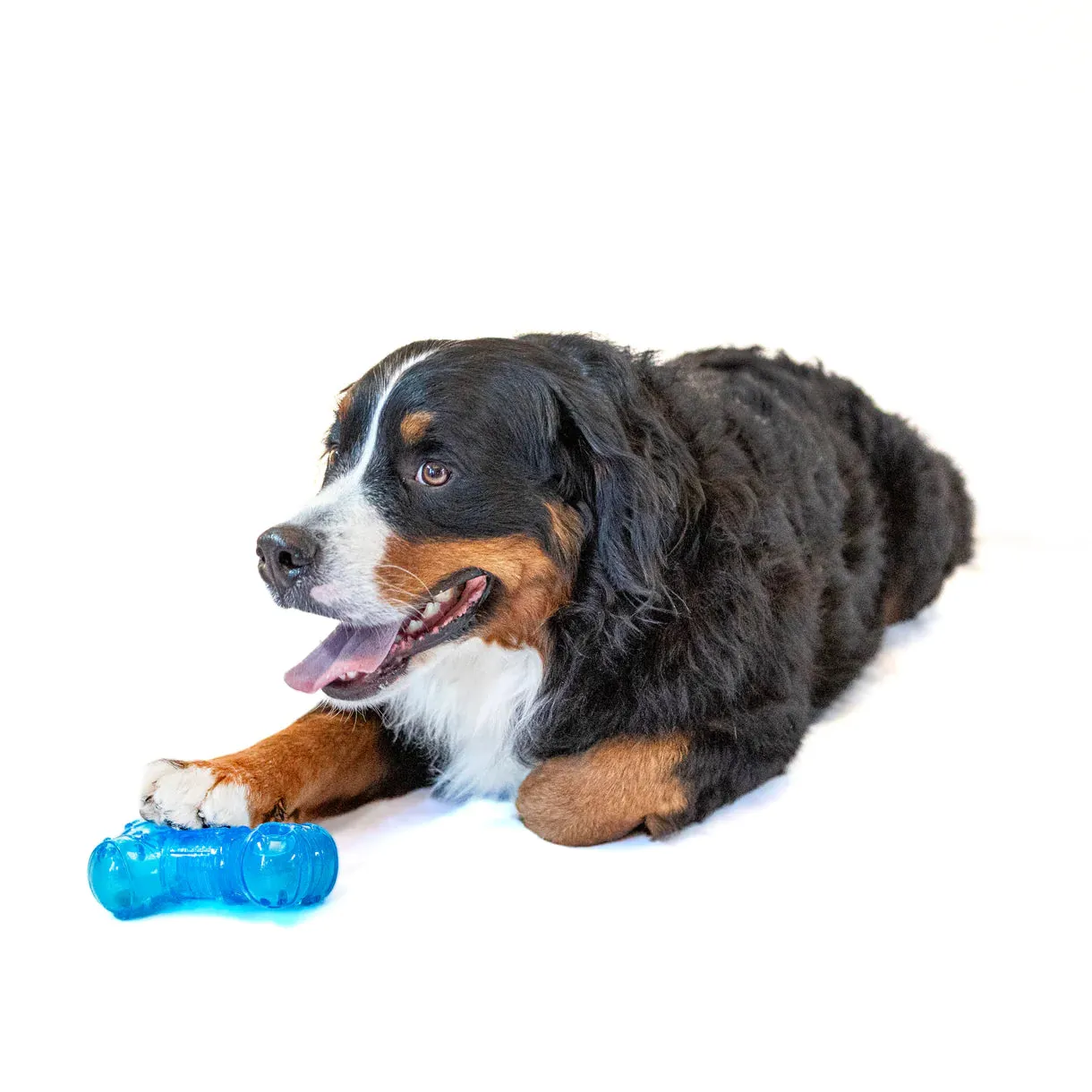 Guru No Begging Bone