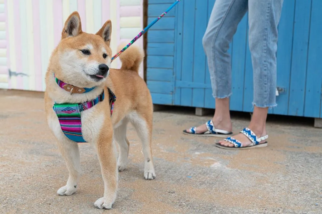 Inca Blue Dog Harness
