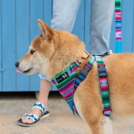 Inca Blue Dog Harness