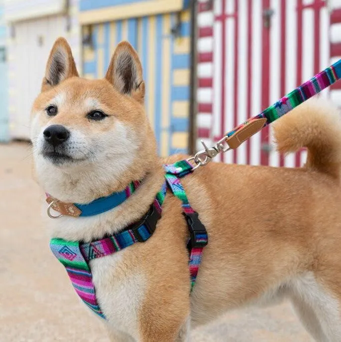 Inca Blue Dog Harness