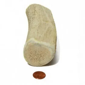 Medium Density Jumbo  Whole Antler Chew
