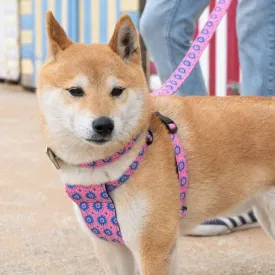 Nebula Dog Harness