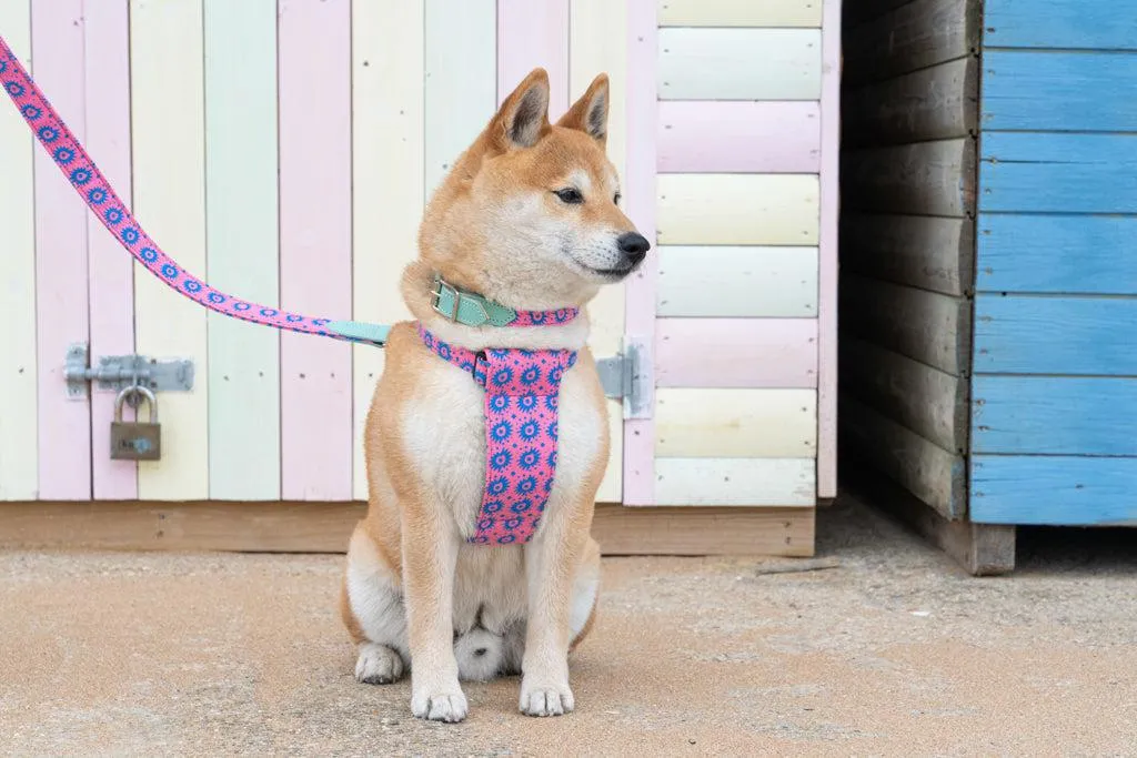 Nebula Dog Harness
