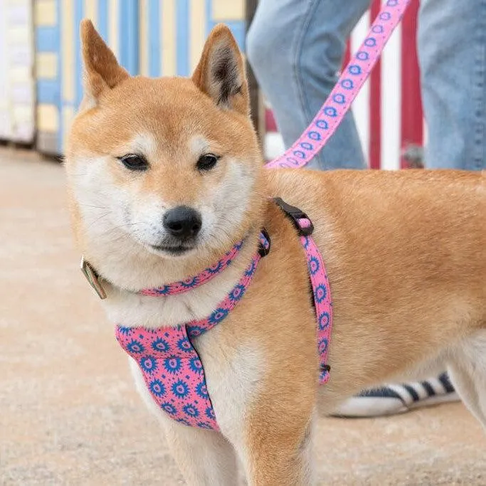 Nebula Dog Harness