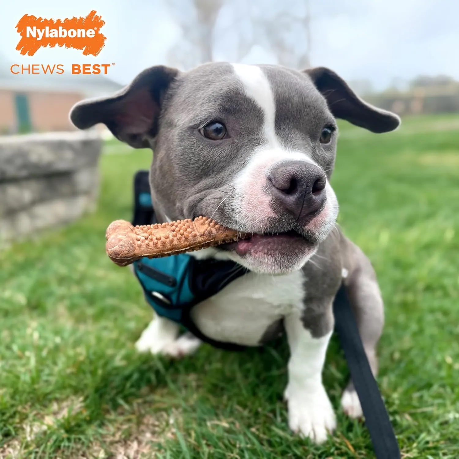 Nylabone Healthy Edibles Natural Dog Chews Long Lasting Chew Treats for Dogs, Roast Beef Flavor, X-Small/Petite (4 Count)