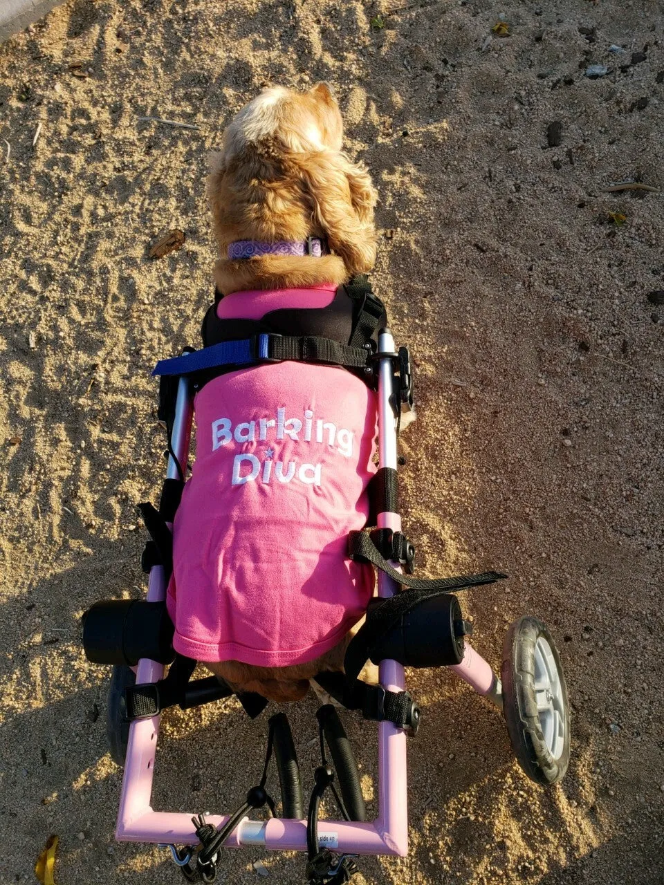 Parisian Pet Princess Embroidered Tshirt