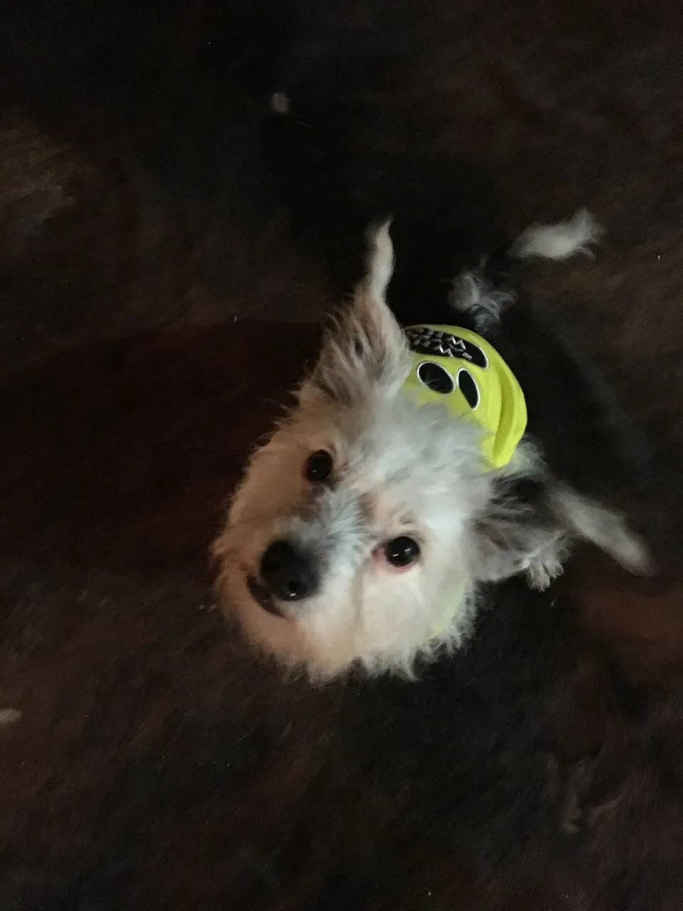 Parisian Pet Princess Embroidered Tshirt