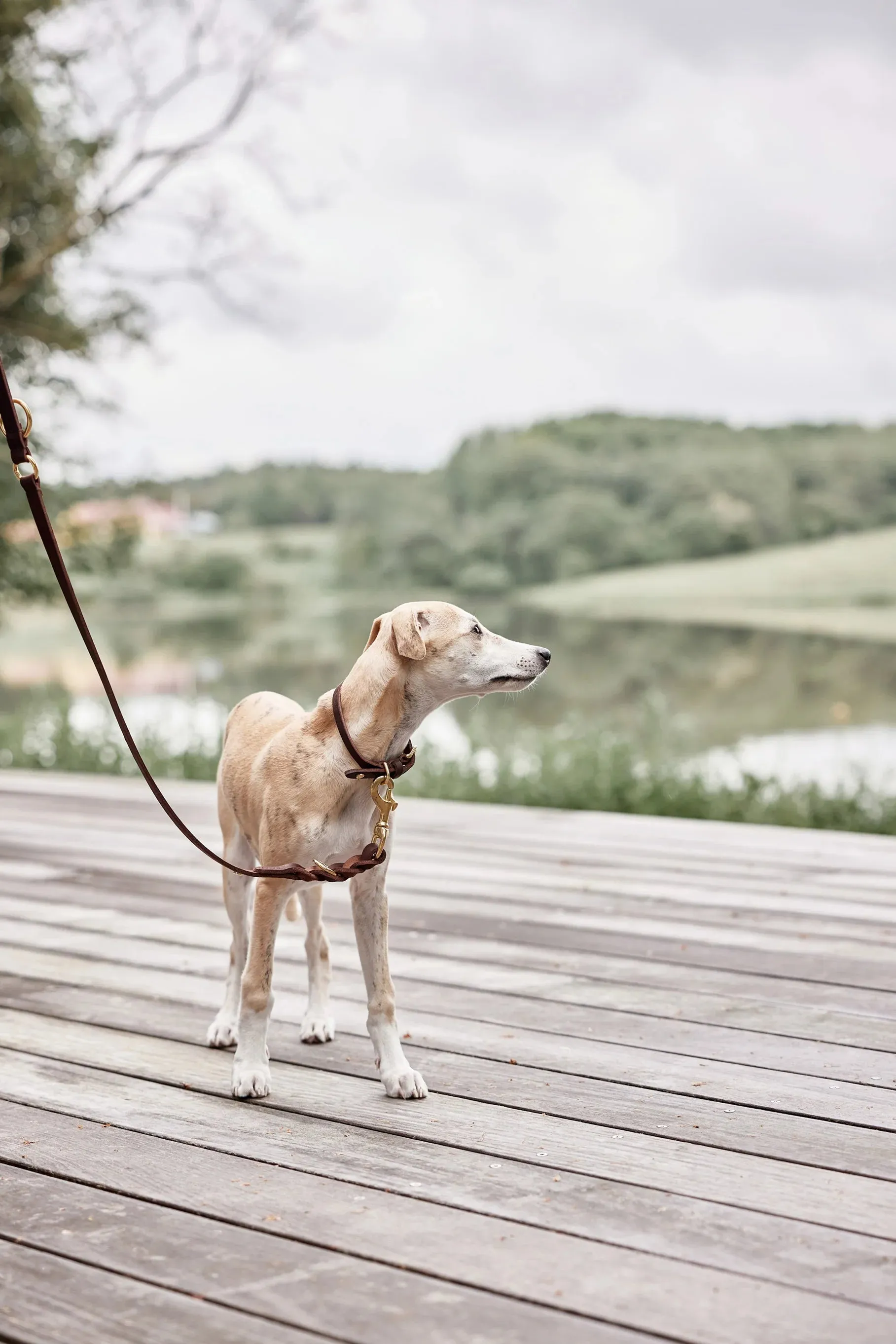 Robin Dog Leash | Choko