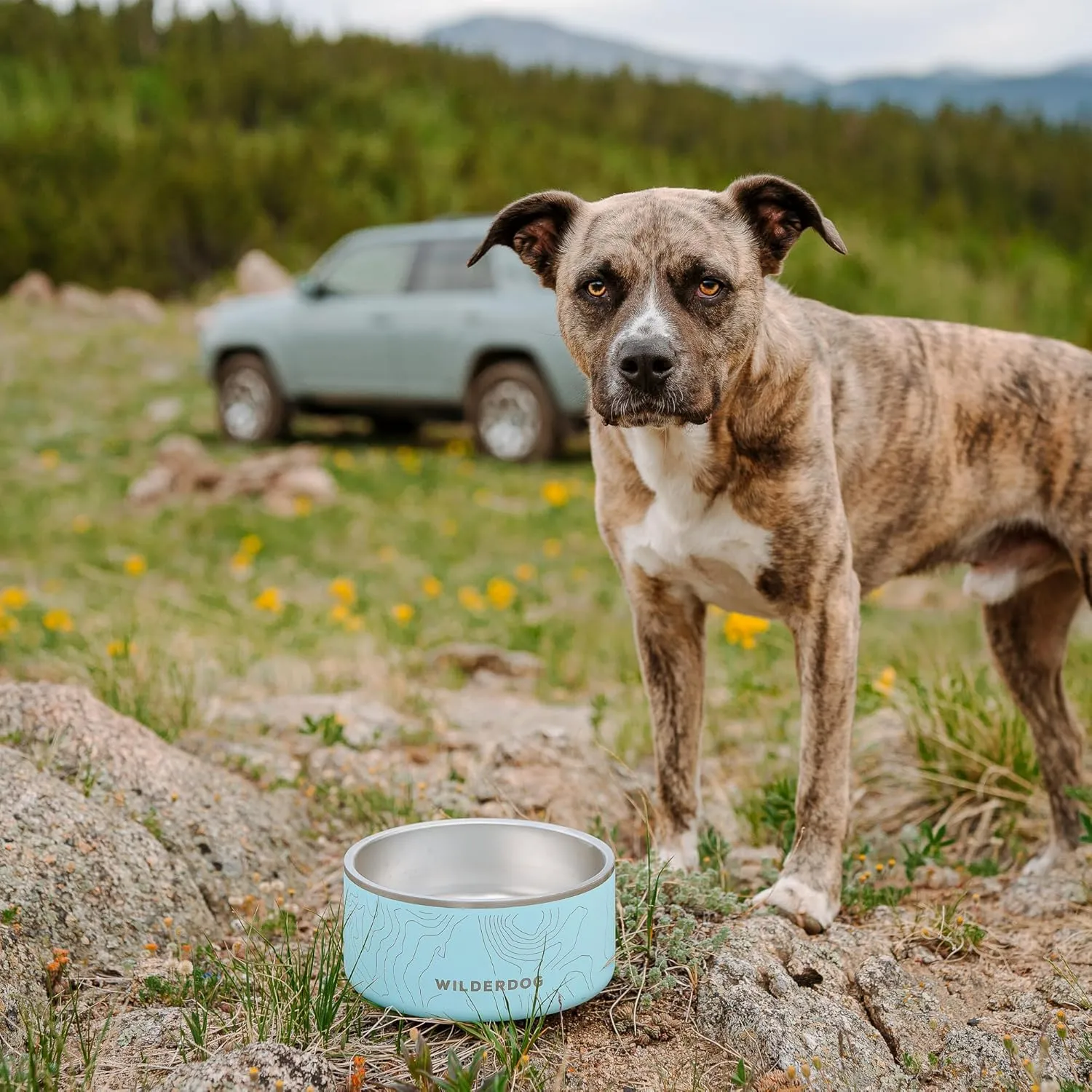 Widlerdog Stainless Steel Dog Bowl with Extra Durable Kitchen-Grade BPA-Free Stainless Steel with Non-Slip Rubber Ringed Bottom (Pacific Blue, 64 oz)
