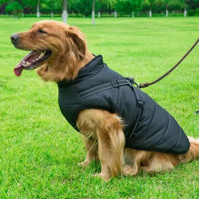 Winter Jacket With Harness for Dogs