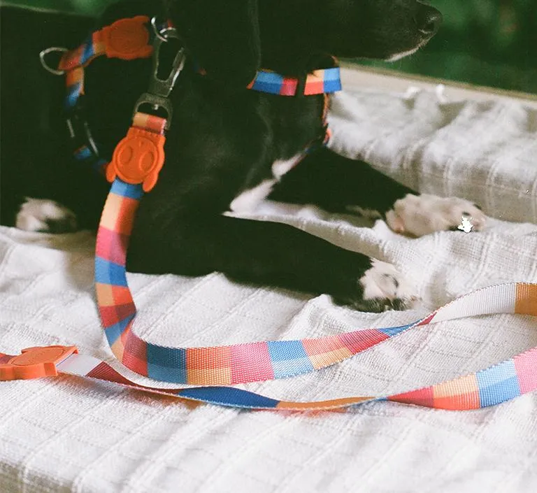 Zee.Dog Dog Leash (Parker)